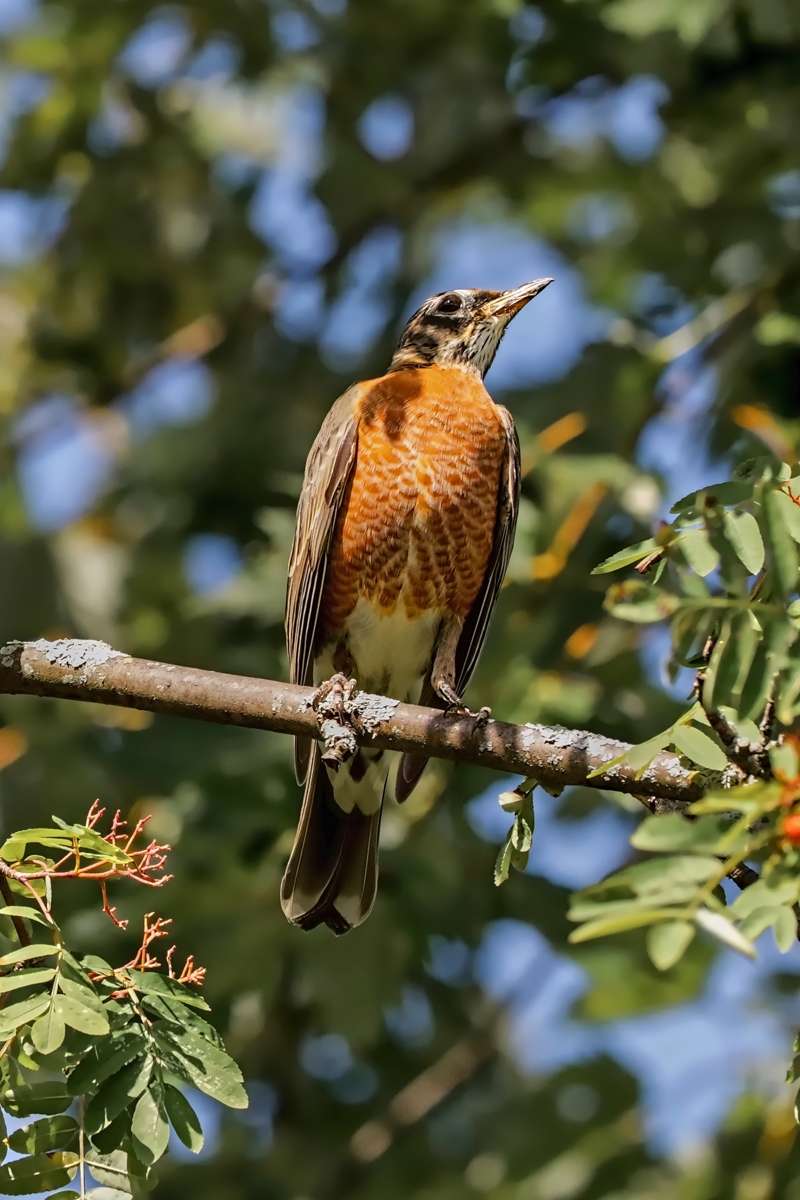 American Robin in the Shade- 00